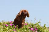 CAVALIER KING CHARLES 097